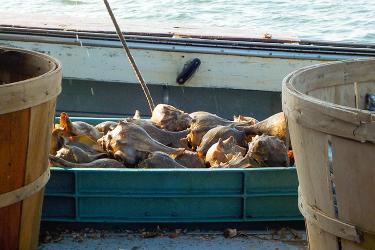 A tote filled with knobbed whelks sits near the gunwale of a commercial fishing vessel. There are two wooden bushel baskets on either side of the tote.