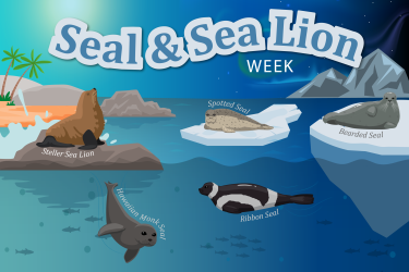 An animation showing several species of seals in their native habitats with the words "Seal & Sea Lion Week" across the top.