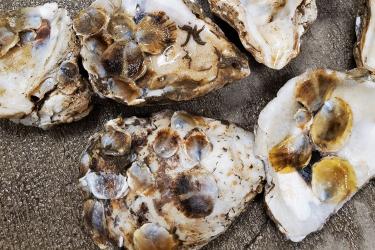 Five oyster shells, each with multiple smaller oyster shells stuck to them