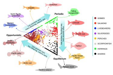 Model showing similarities like parental care, offspring, and maturity between different fish 