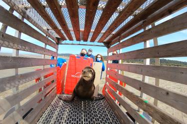 World Vets veterinarians use crowder boards and a transfer cage to capture a sick and emaciated California sea lion for a medical evaluation on the Washington coast. 