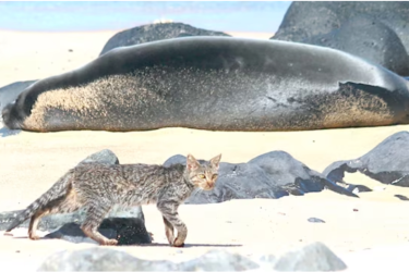 cat near seal