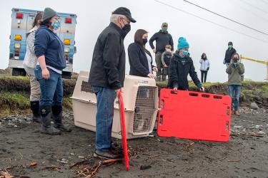 People on a beach standing around a pet carrier preparing to release a juvenile seal