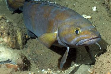  Underwater view of a fish swimming along the rocky ocean floor toward the camera.
