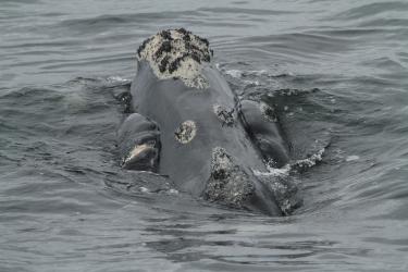 An endangered North Atlantic right Whale (#3503, “Caterpillar”) swims close to the water’s surface