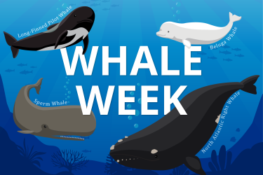 Graphic for Whale Week featuring illustrations of long-finned pilot whale, sperm whale, beluga whale, and North Atlantic right whale