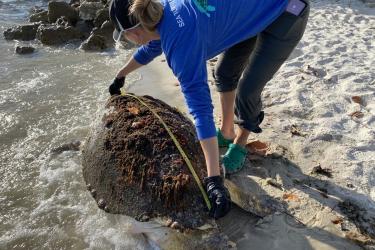 A stranding responder measures a stranded loggerhead sea turtle on a Florida beach.