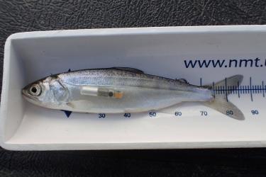 87mm juvenile salmon shown with an approximately 15mm acoustic tag for scale