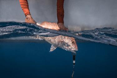 a red snapper is held partially underwater off the side of a boat with a SeaQualizer descending device in its mouth