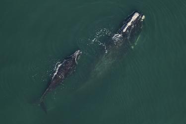 Aerial view looking down at two dark gray North Atlantic right whales, one adult and one smaller calf.