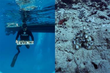 Left: A person underwater in fins and a snorkel holds a tray of coral fragments. Right: Pyramid-shaped structures with pieces of coral affixed to them on a reef