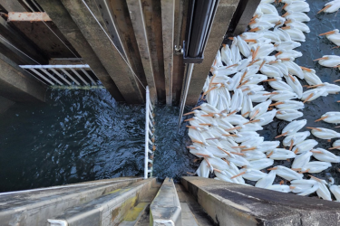 While predation is a natural process, constrictions such as fishways and culverts can make river herring particularly vulnerable to predators. Here, managers on the St. Stephen Lock and Dam on the Santee River in South Carolina have installed fencing to keep white pelicans out of the fishway. 