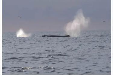 A whale breaching the surface to breathe.