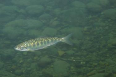 A small fish swimming near the bottom of a stream, where rocks and pebbles are visible