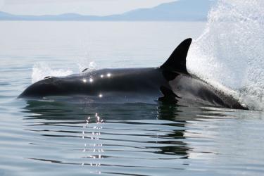 Killer whale moving rapidly through the water