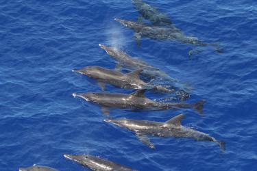 A pod of eight rough-toothed dolphins swim together along the surface of the ocean.
