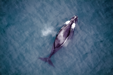 Eastern North Pacific right whales are the most endangered whale population in the world — only an estimated 30 whales remain.  