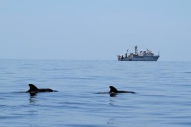 2 pilot whales swim at the ocean surface with dorsal fins exposed, a large white ship is seen on the horizon