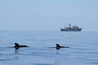 2 pilot whales swim at the ocean surface with dorsal fins exposed, a large white ship is seen on the horizon