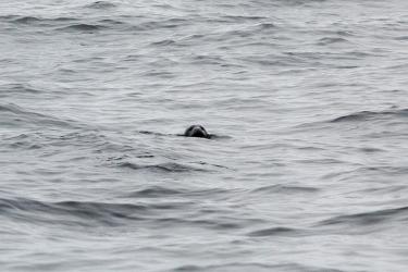 A seal peers above the ocean surface in profile. There are a few small swells to the water. 