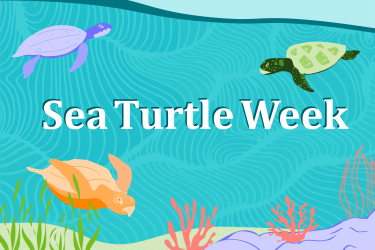 Tortugas marinas nadando ilustradas en un cartel para la Semana de las Tortugas Marinas