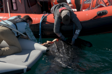 Two white men, one on a small white raft and one on a larger orange boat, lean into the water to hold a leatherback sea turtle.