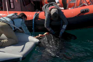 Dos hombres blancos, uno en una pequeña balsa blanca y otro en un bote naranja más grande, se inclinan hacia el agua para sostener una tortuga laúd.