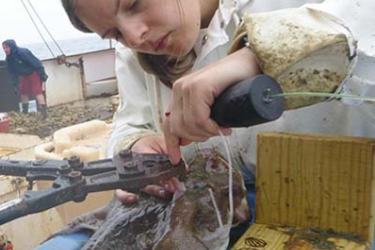 Researcher examining a monkfish.