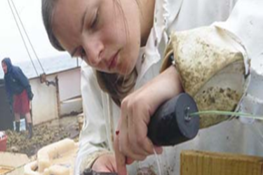 Researcher examining a monkfish.