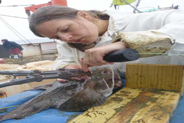Researcher examining a monkfish. 