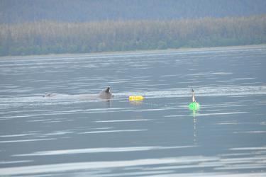 Manu with trailing yellow crab pot buoys and green satellite tag buoy. 