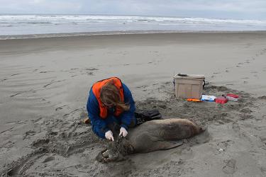 A NOAA Fisheries marine mammal specialist examines a dead Steller sea lion found on a beach in the Copper River Delta. Credit: NOAA Fisheries