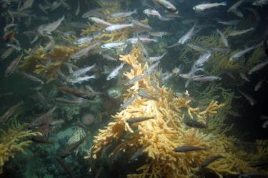 Dozens of small silvery fish surround bright orange coral
