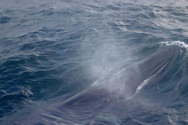 A rice's whale at the surface of the ocean