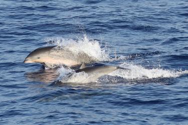 Two dolphins leap from the water.