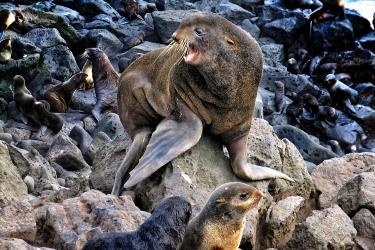 Fur seal on top of rock with two baby seals beneath it