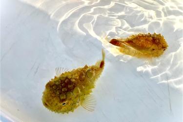 Two spiky yellow fish in a lab pool