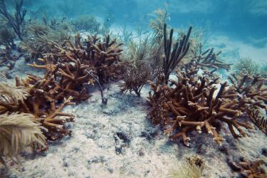 Orange-brown branching coral mixed in with light tan feather-like coral on a sandy seafloor