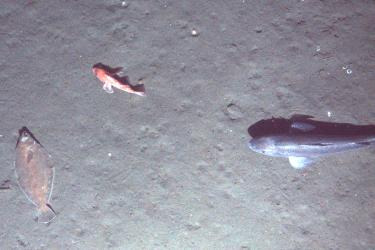 Looking at the seafloor from underwater, we see a flat fish almost camouflaged in the substrate of the seafloor, with a nearby orange fish and dark colored fish swimming close by.