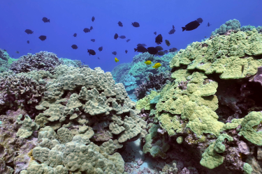 Fish swimming above a colorful coral reef. 