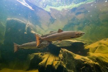 Atlantic salmon.