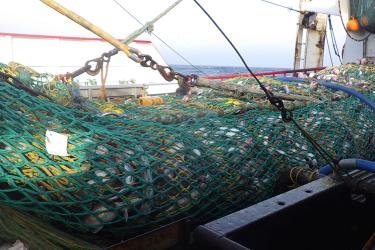 Bottom trawl catch