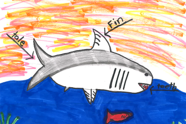 Child's drawing of a shark and a fish.