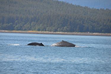 Two whales breaching the water with green hills in the background