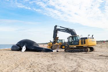 Humpback whale carcass lying on beach with heavy machinery nearby to tow