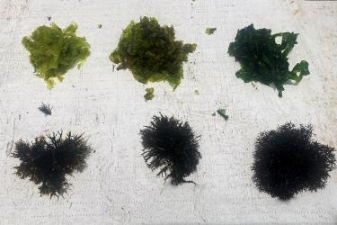 Six green seaweed being compared growing in water.