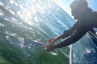 A recreational fisherman brings in a false albacore.