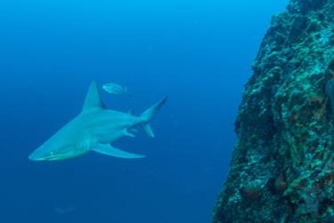 Front-view of a sandbar shark and smaller fish swimming by a stone bank in the Flower Garden Banks.