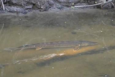The wayward fish swimming in the shallow pool before the rescue 