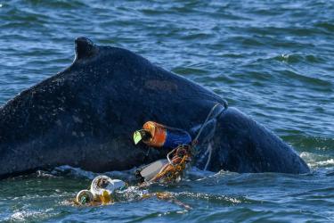 Humpack whale entangled in crab fishing gear